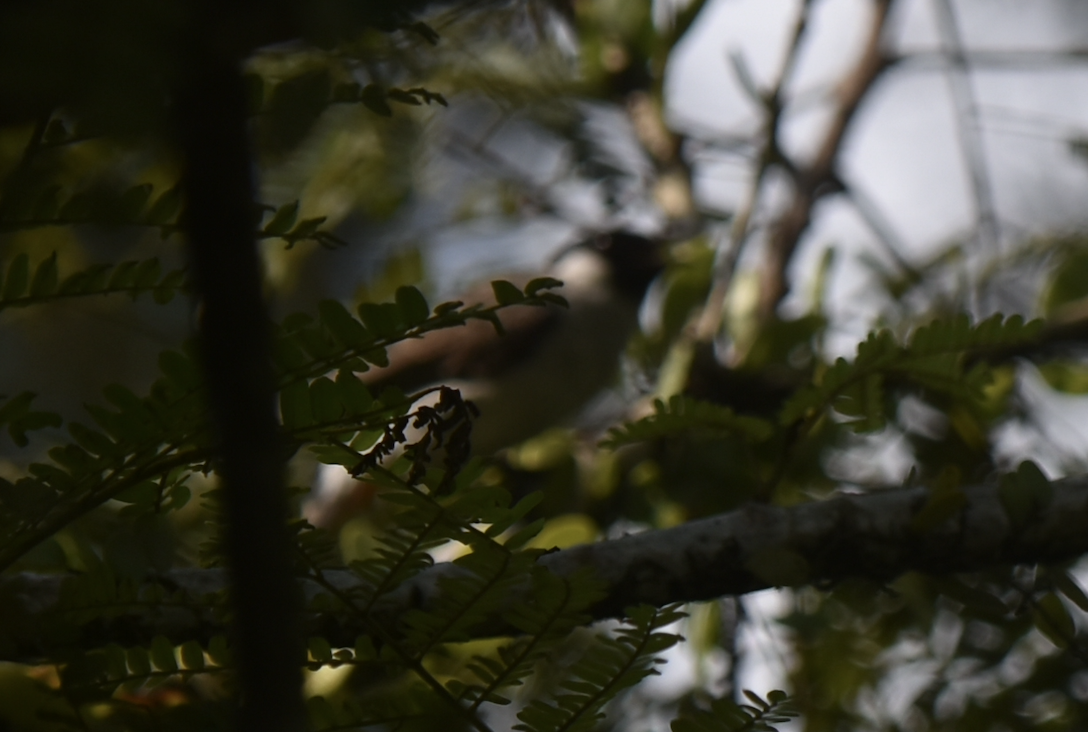 Sooty-headed Bulbul - ML638768392