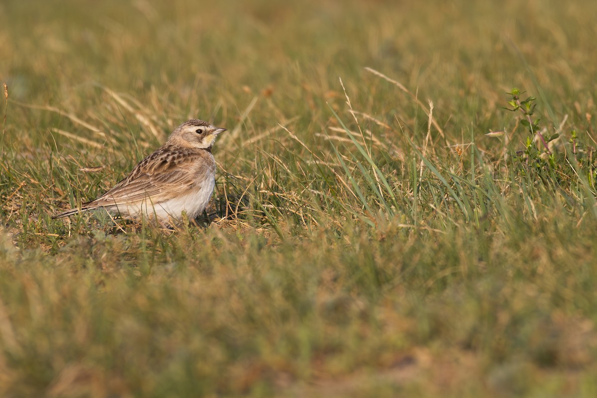 Horned Lark - ML638768402