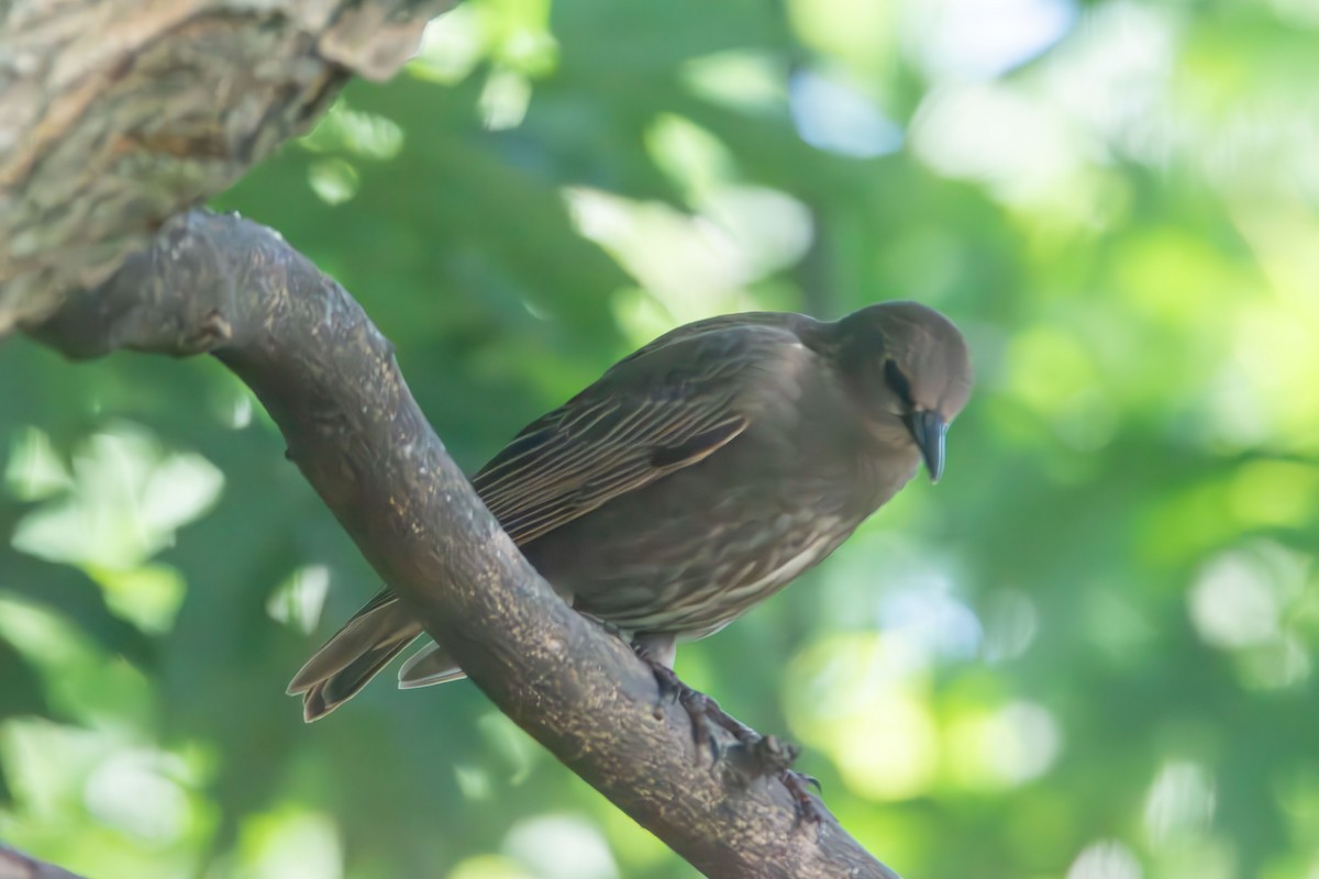 European Starling - ML638768409