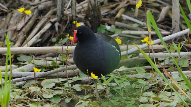 Common Gallinule - ML638768429