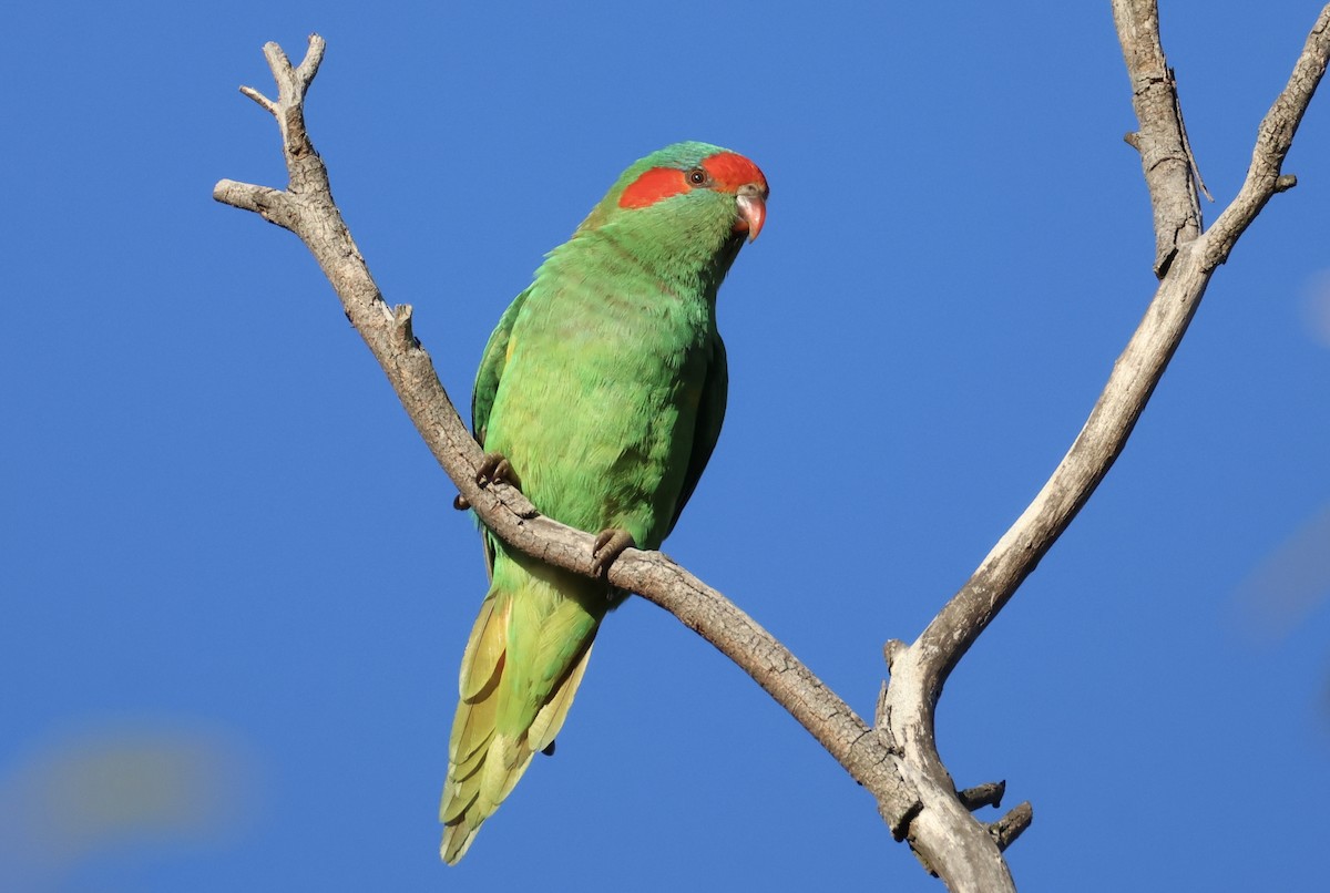 Musk Lorikeet - ML638768434