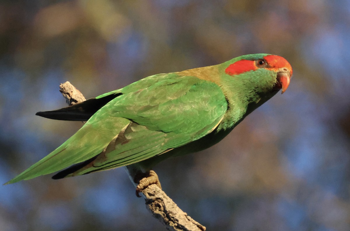 Musk Lorikeet - ML638768435