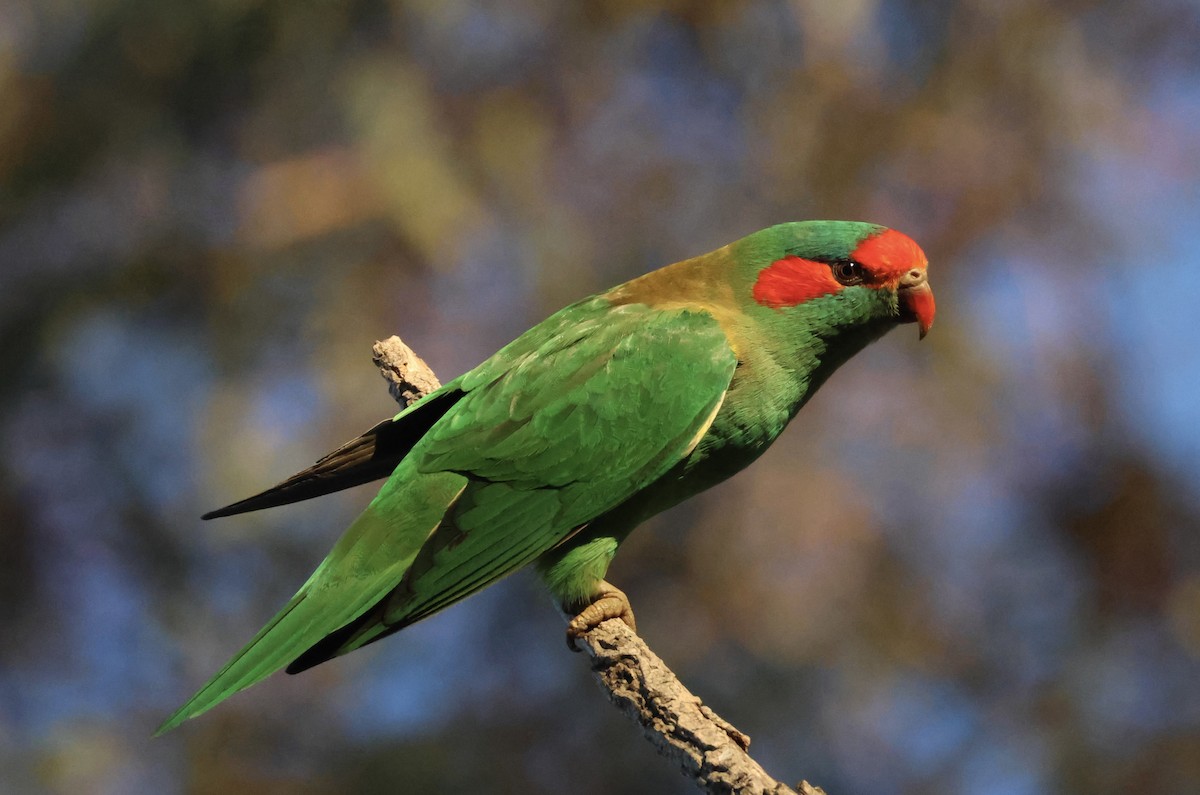 Musk Lorikeet - ML638768436