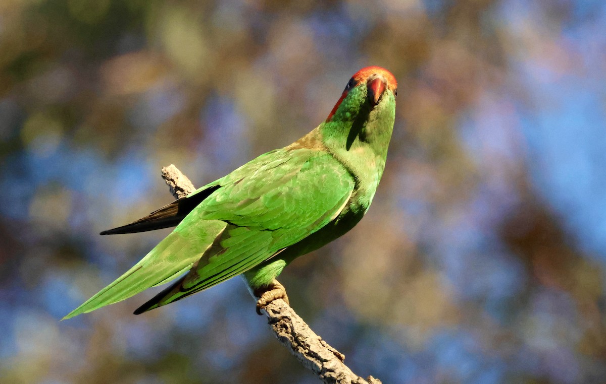 Musk Lorikeet - ML638768437