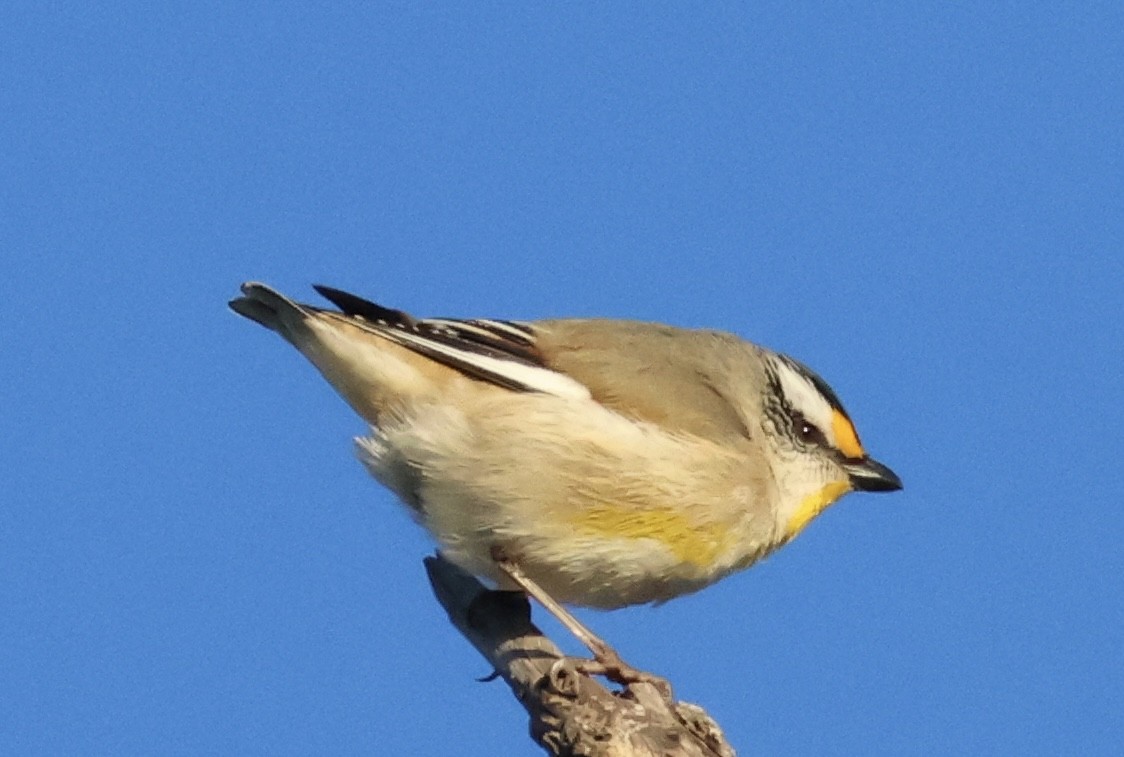 Striated Pardalote - ML638768443