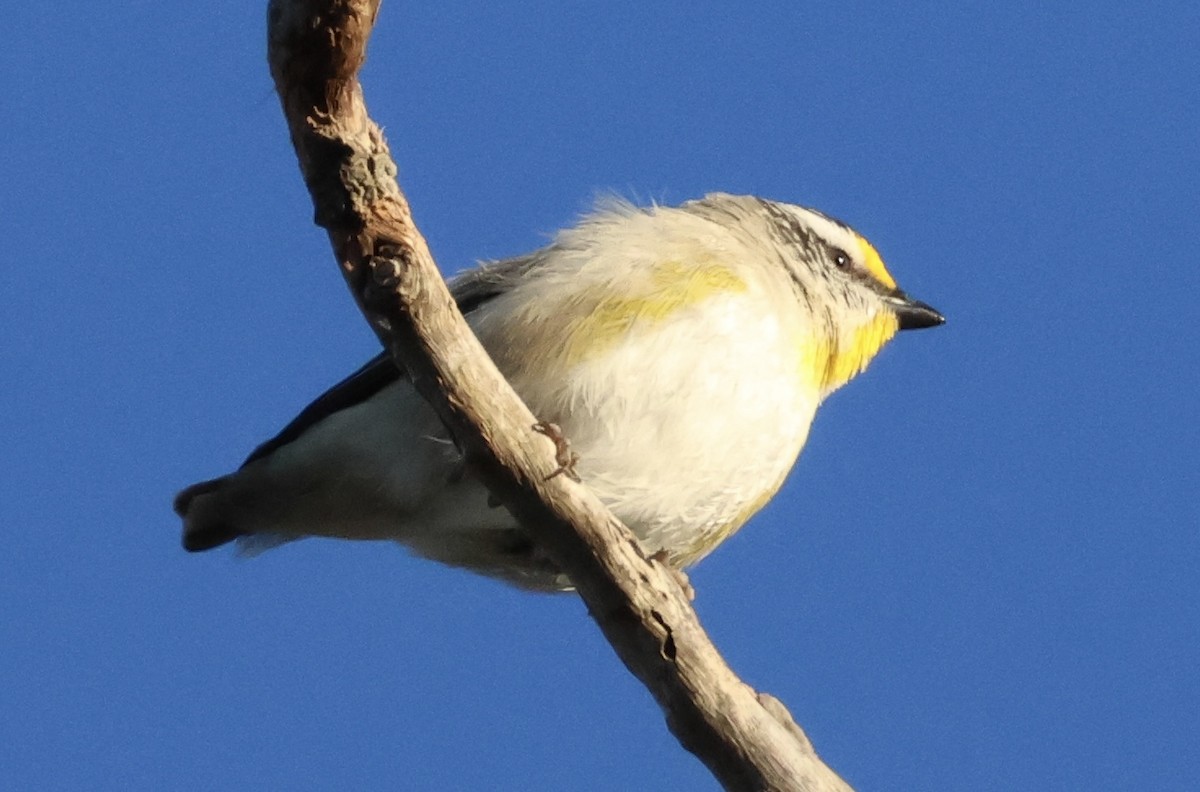 Striated Pardalote - ML638768444