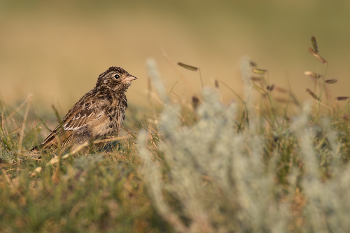 Chestnut-collared Longspur - ML638768452