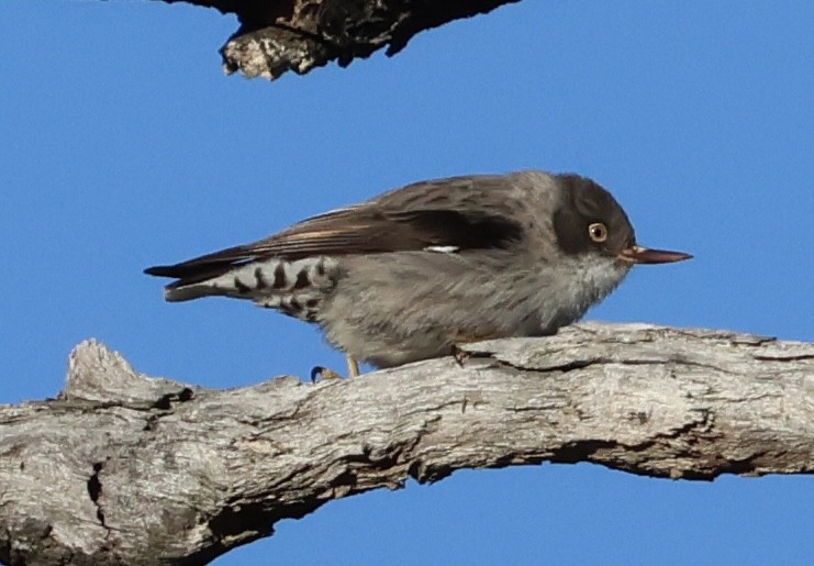 Varied Sittella - ML638768453