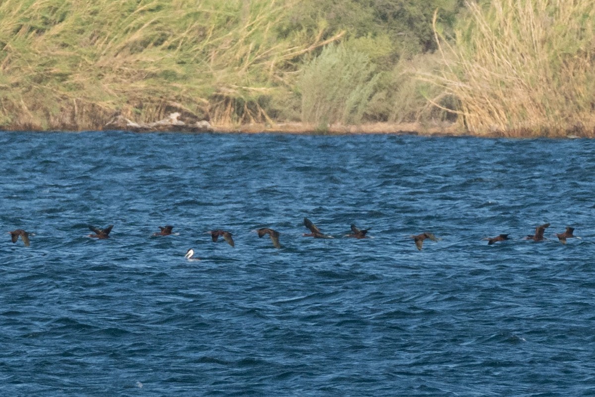 ibis americký - ML638768458