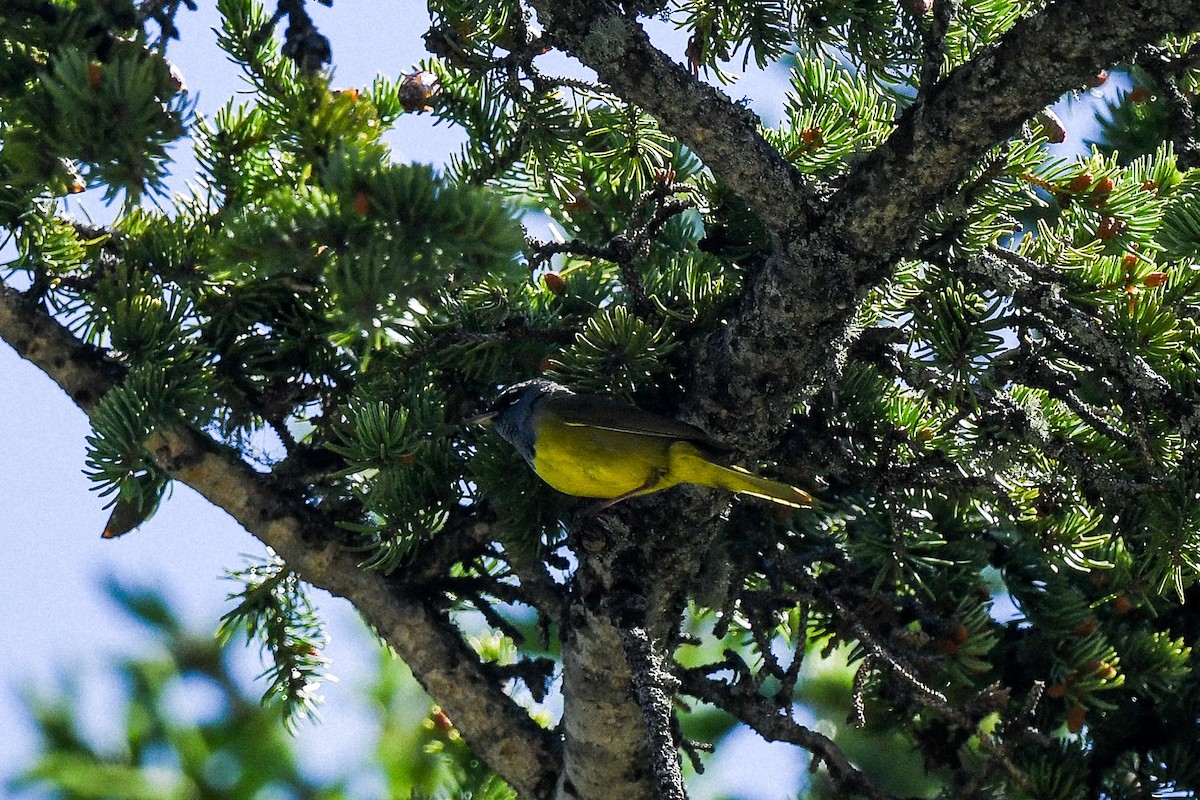 MacGillivray's Warbler - ML638768469