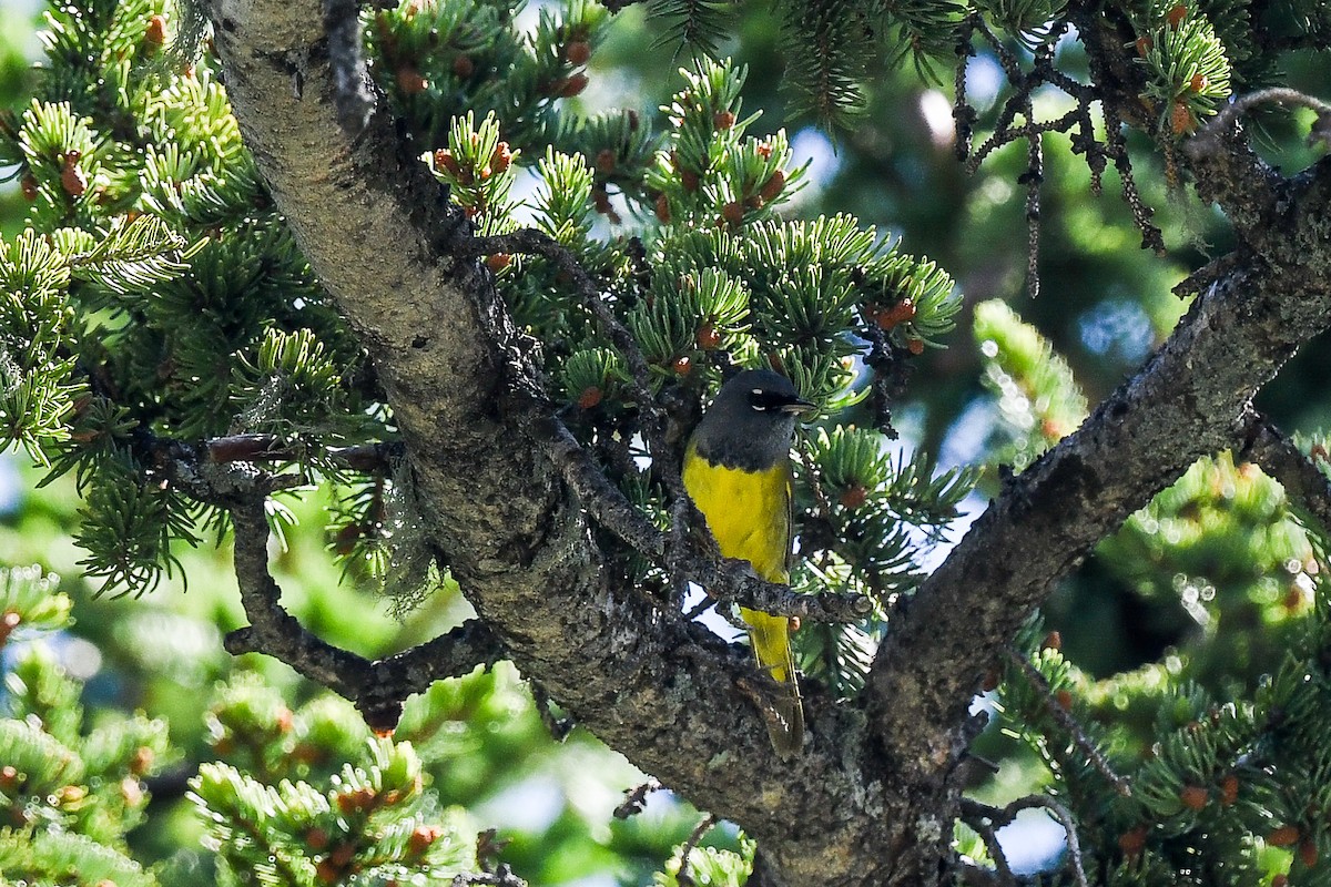 MacGillivray's Warbler - ML638768470
