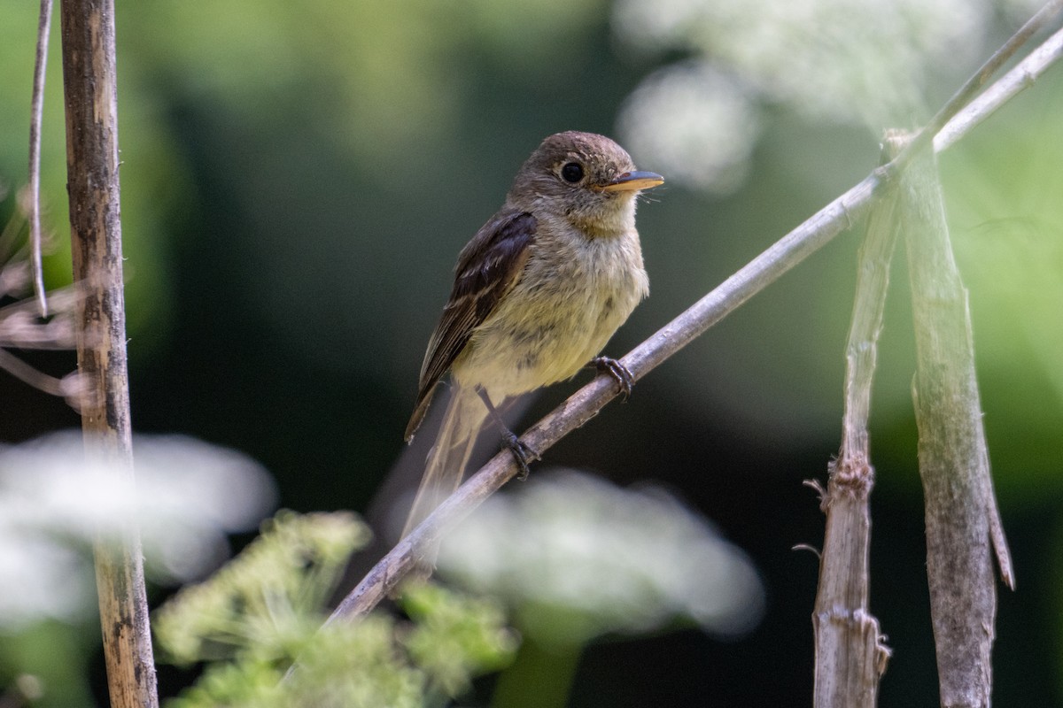Western Flycatcher (Pacific-slope) - ML638768471