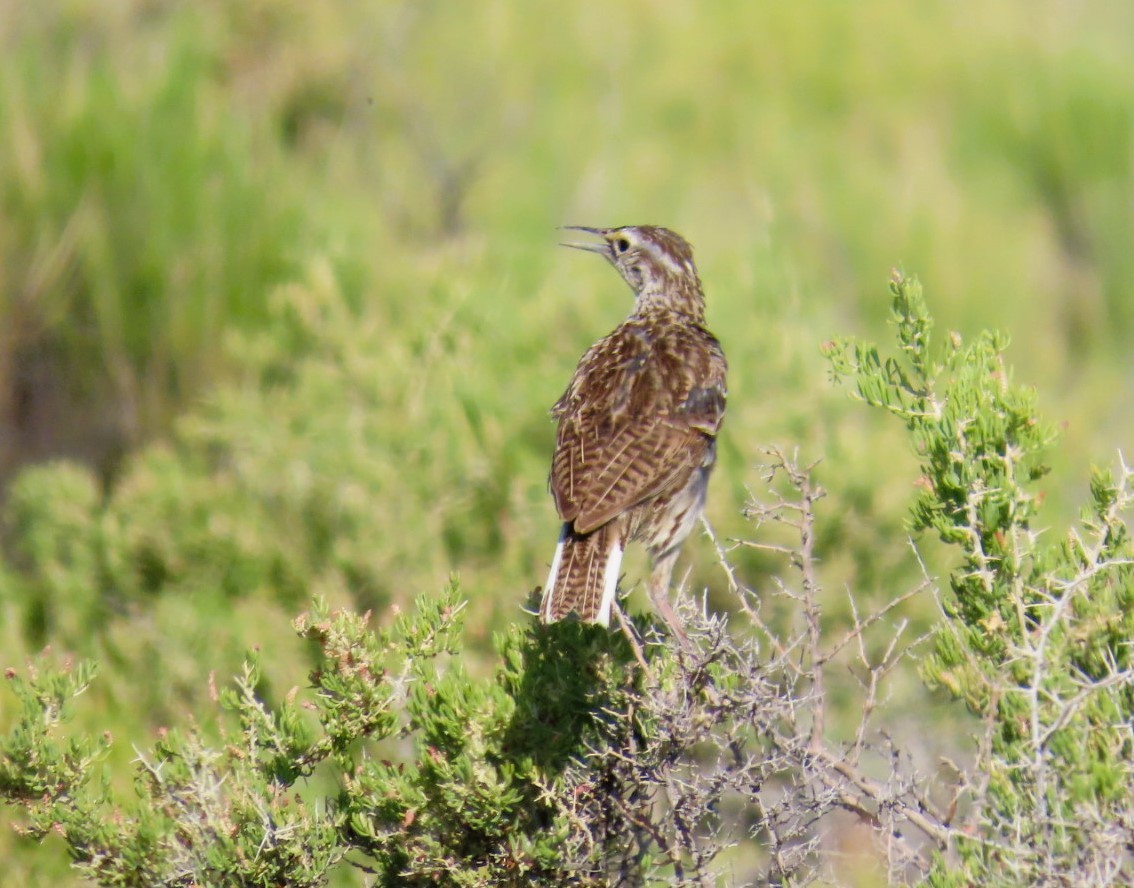 Western Meadowlark - ML638768472