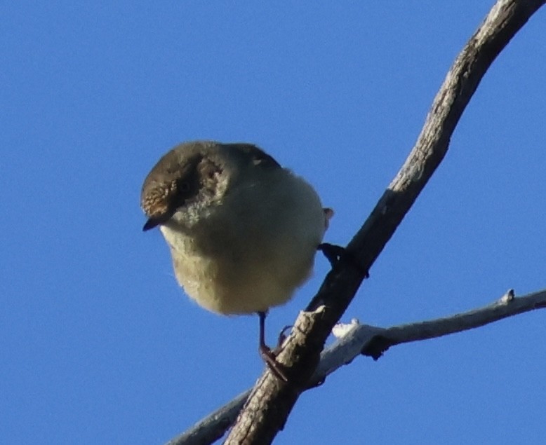 Buff-rumped Thornbill - ML638768533
