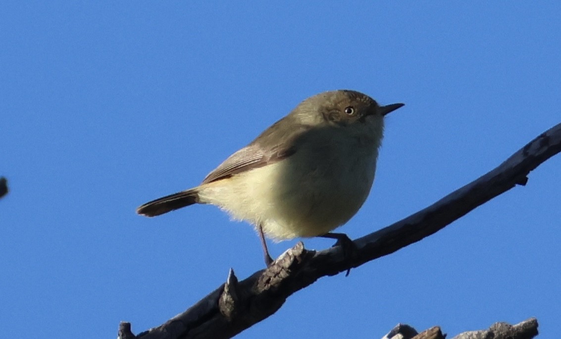 Buff-rumped Thornbill - ML638768534