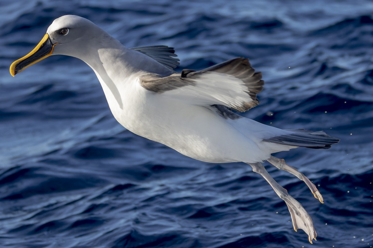 Buller Albatrosu - ML638768555
