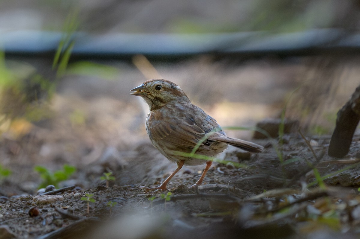 Song Sparrow - ML638768642