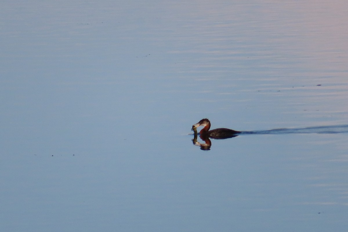 Red-necked Grebe - ML638768675