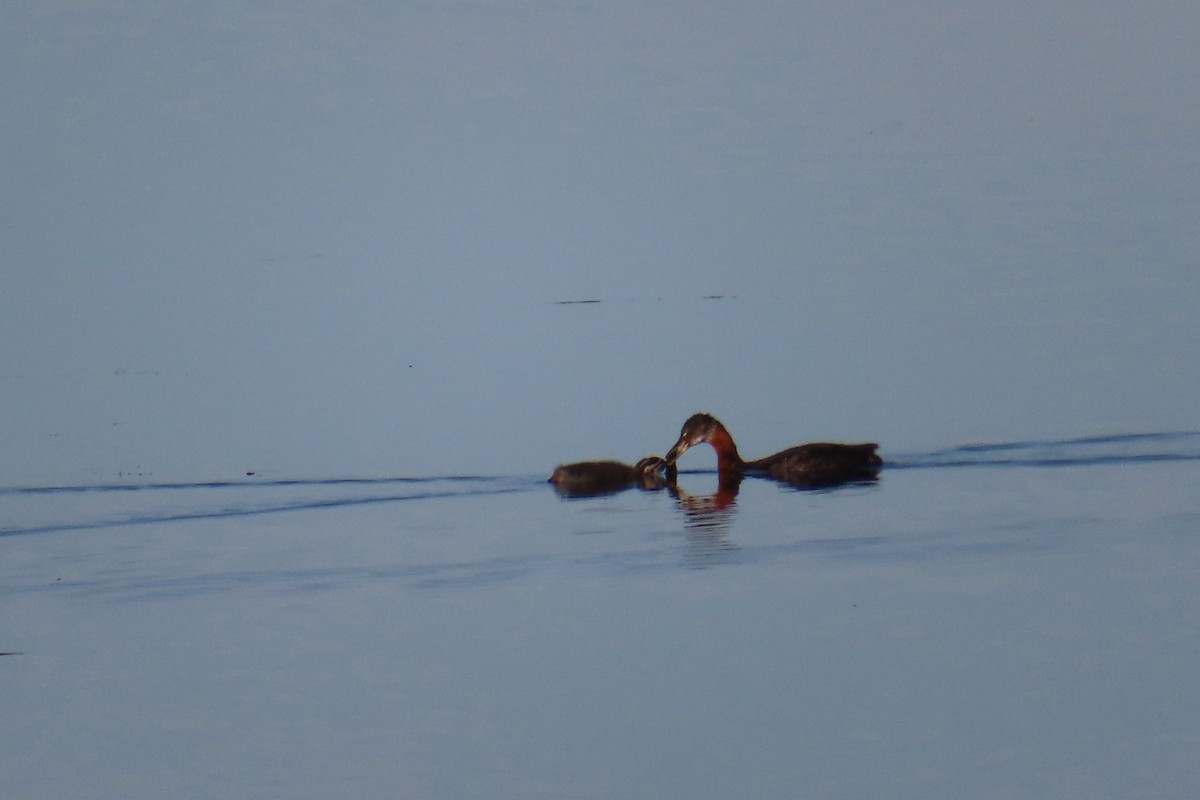 Red-necked Grebe - ML638768694