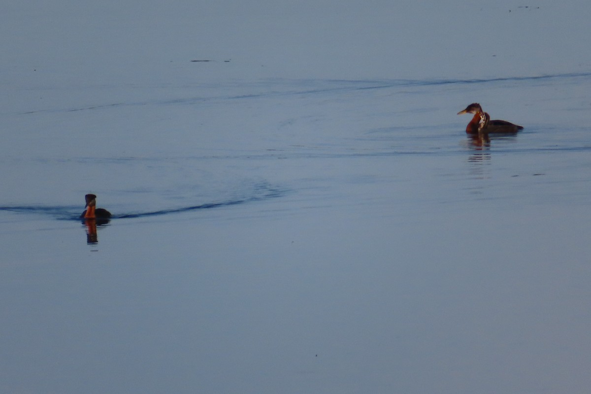 Red-necked Grebe - ML638768706