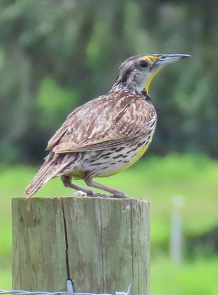 Eastern Meadowlark - ML638768718