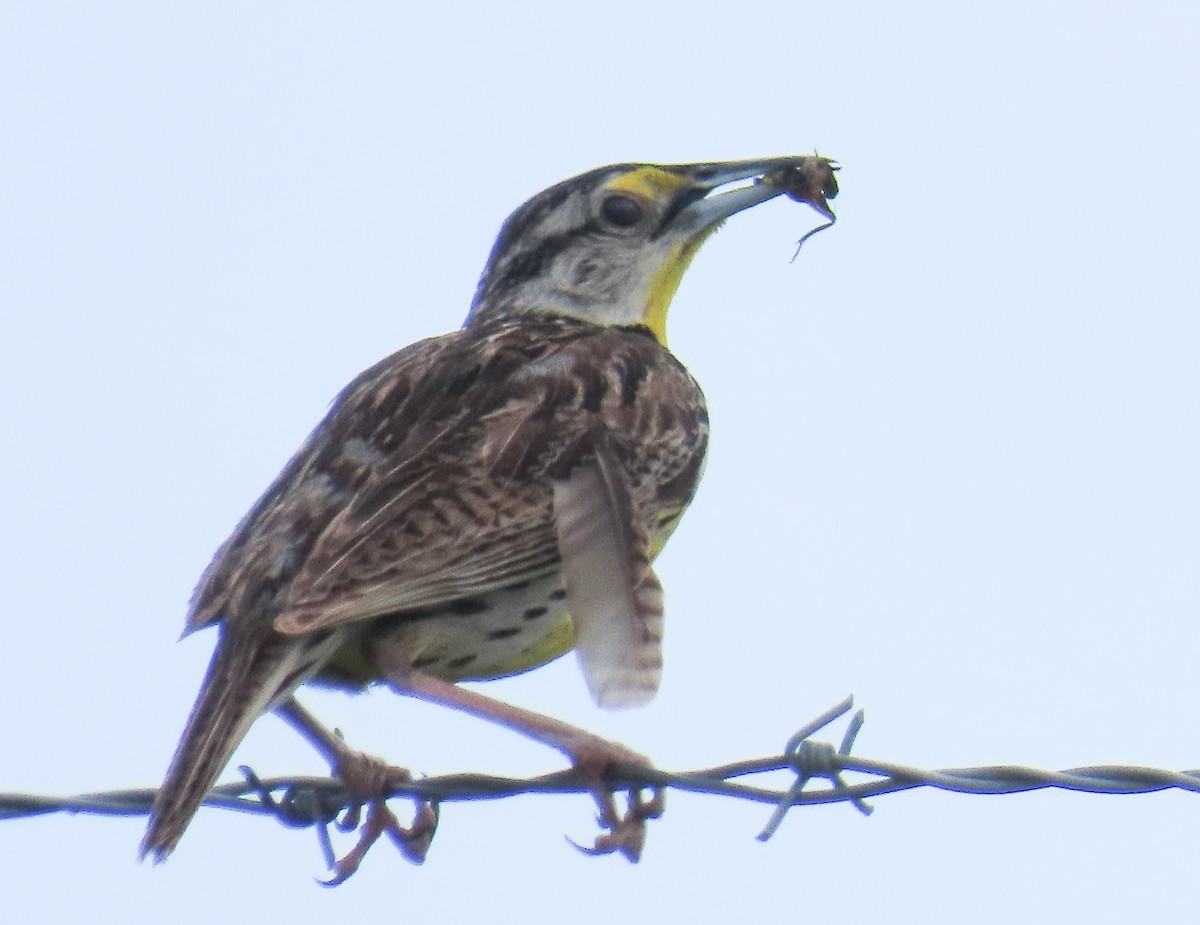 Eastern Meadowlark - ML638768719
