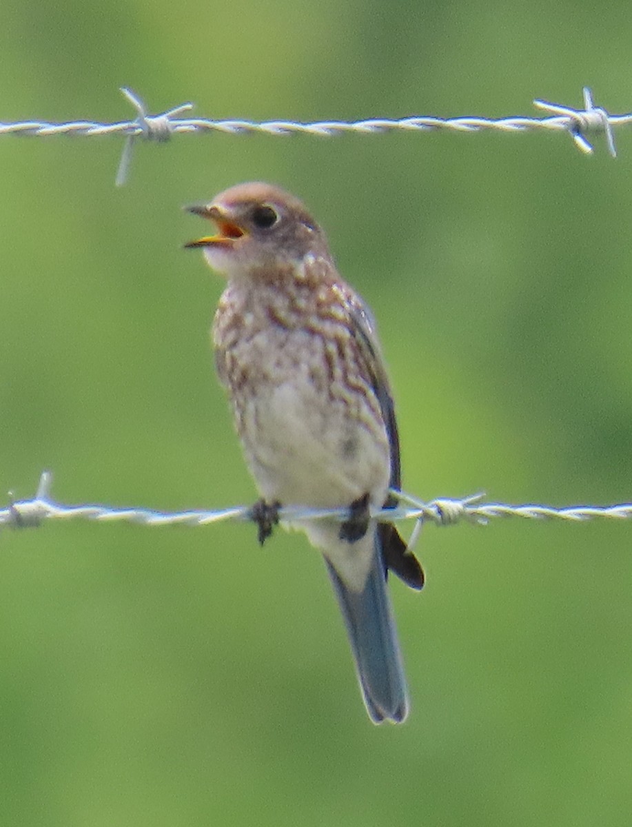 Eastern Bluebird - ML638768750