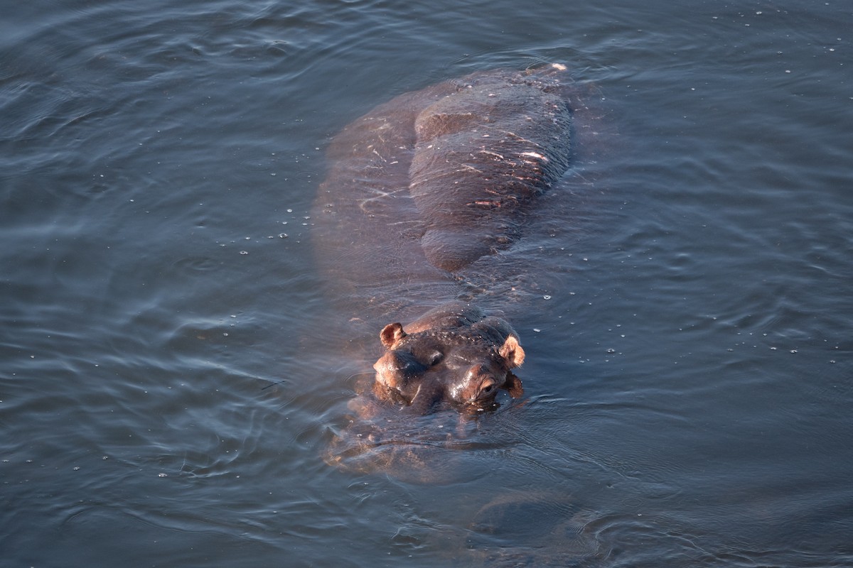 Common Hippopotamus - ML638768752
