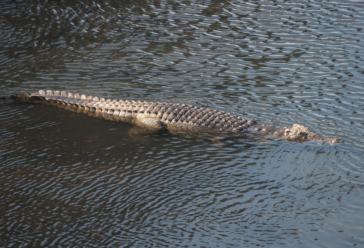 Nile Crocodile - ML638768756