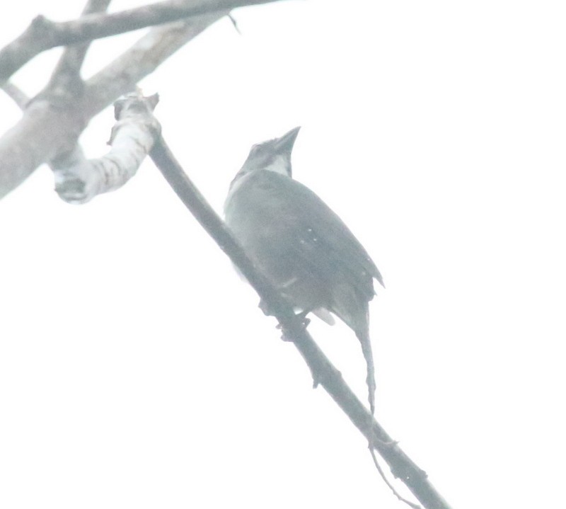 Bluish-gray Saltator - ML638768760