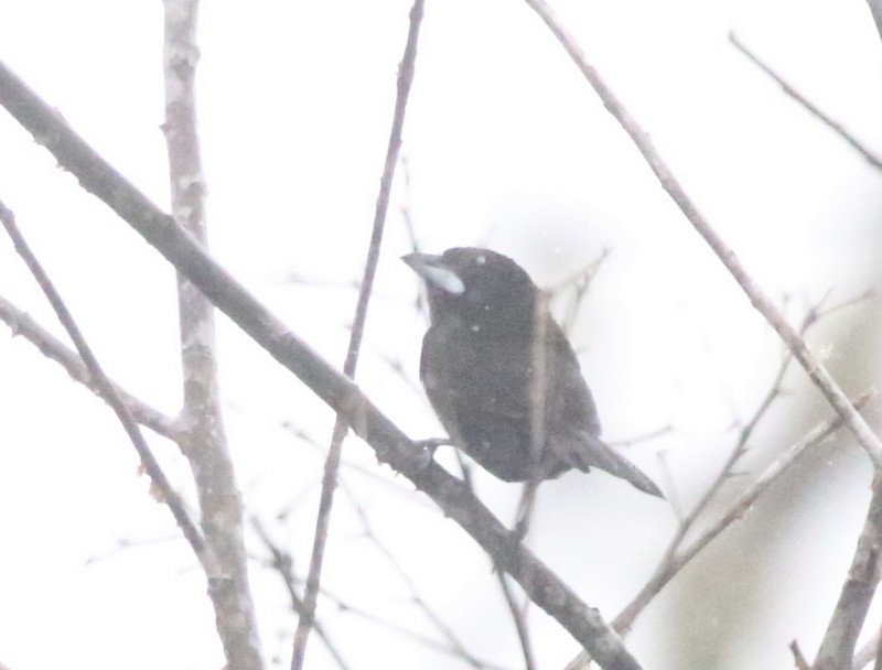 Silver-beaked Tanager - ML638768763