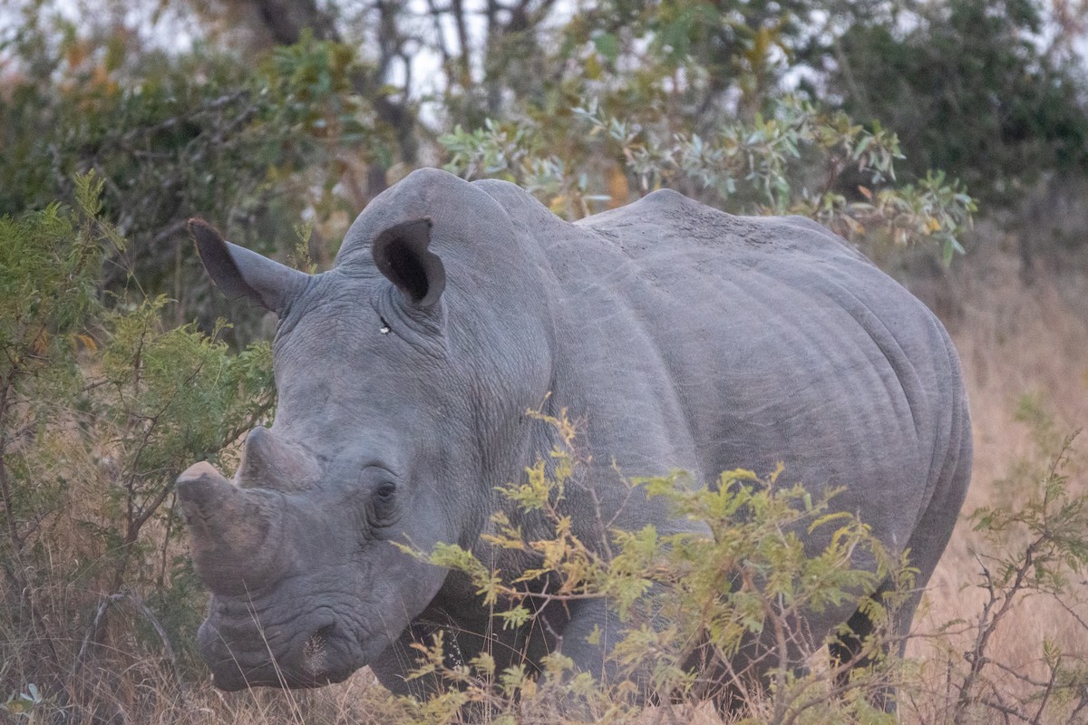 Southern White Rhinoceros - ML638768766