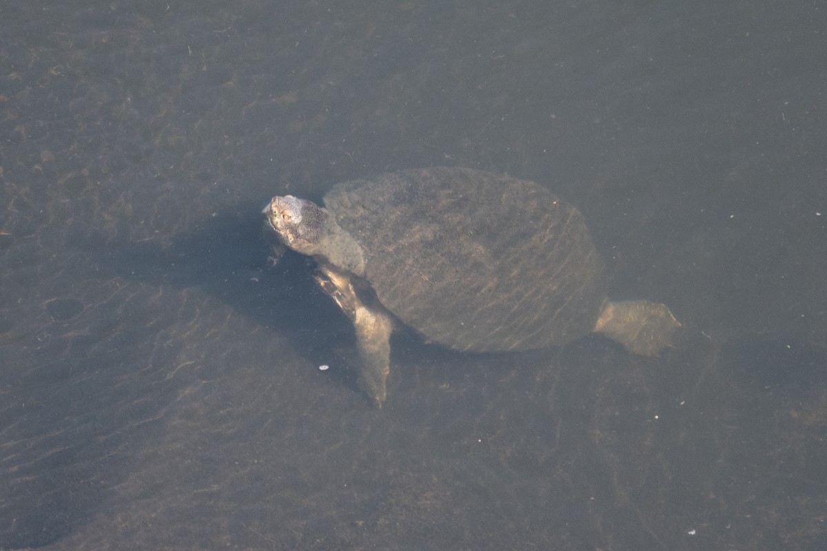 Serrated Hinged Terrapin - ML638768769