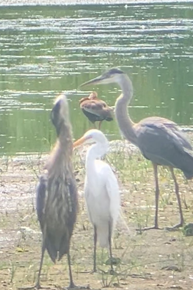 Black-bellied Whistling-Duck - ML638768774