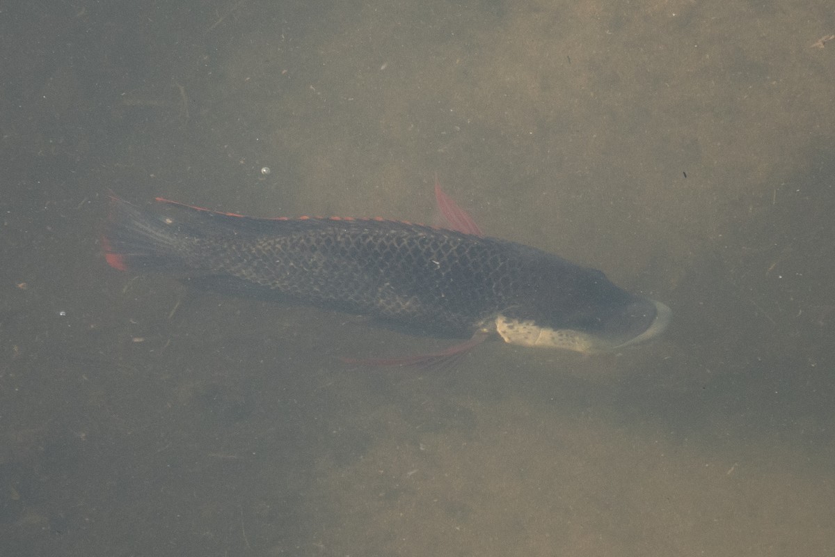 Ray-finned Fishes - ML638768786