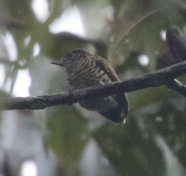 Lafresnaye's Piculet - ML638768845