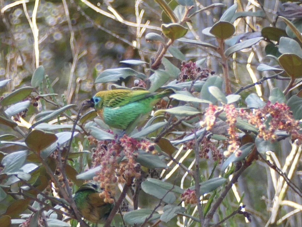 Brassy-breasted Tanager - ML638768850