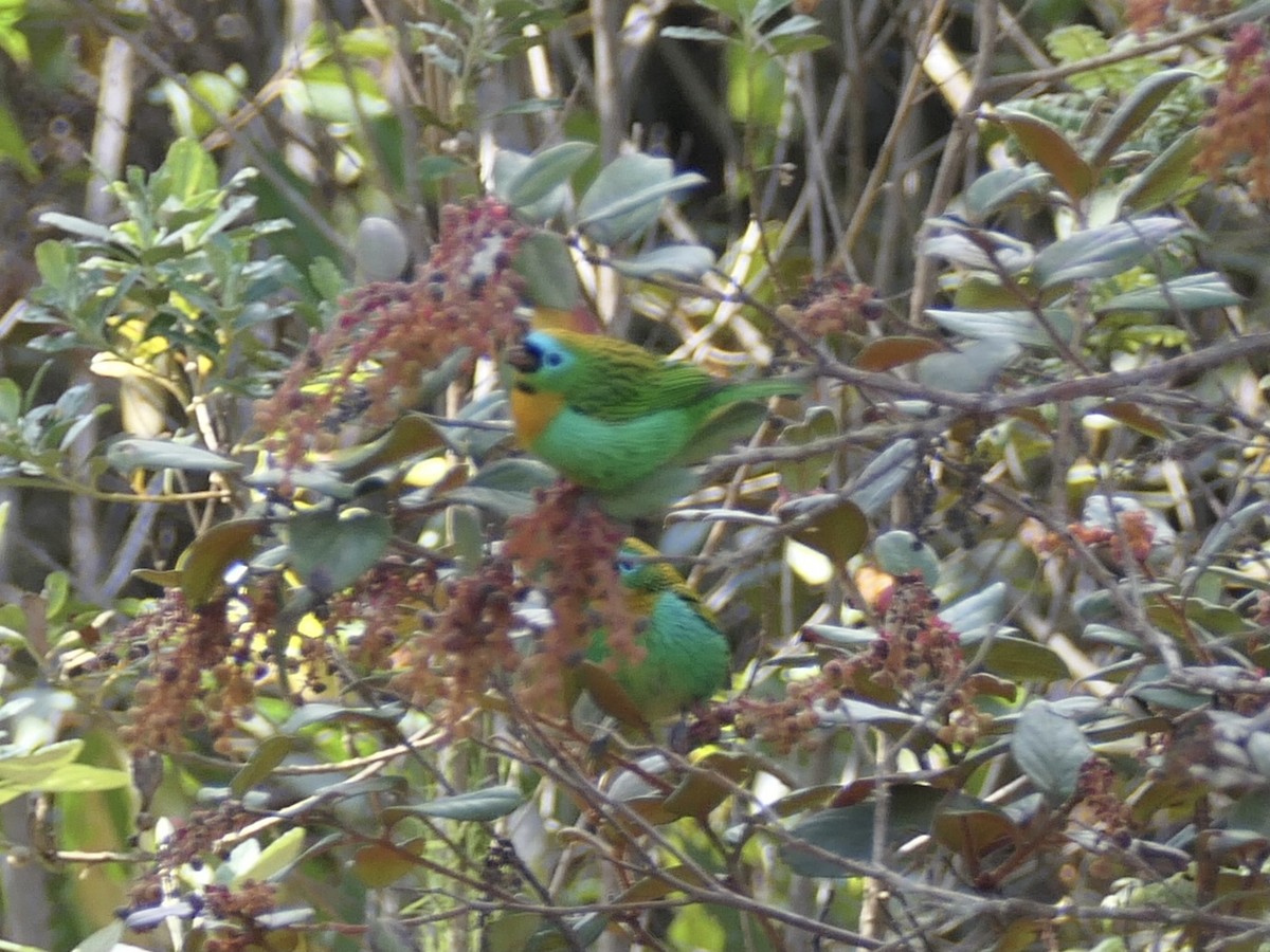 Brassy-breasted Tanager - ML638768852