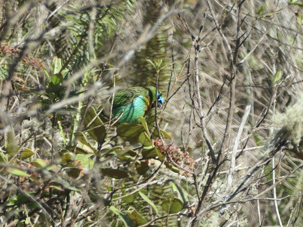 Brassy-breasted Tanager - ML638768854