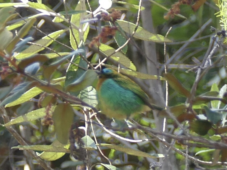 Brassy-breasted Tanager - ML638768855
