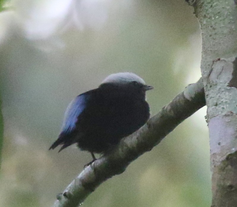 blågumpmanakin - ML638768883