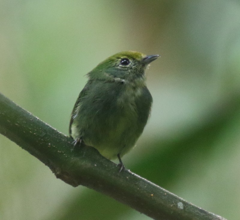 blågumpmanakin - ML638768884
