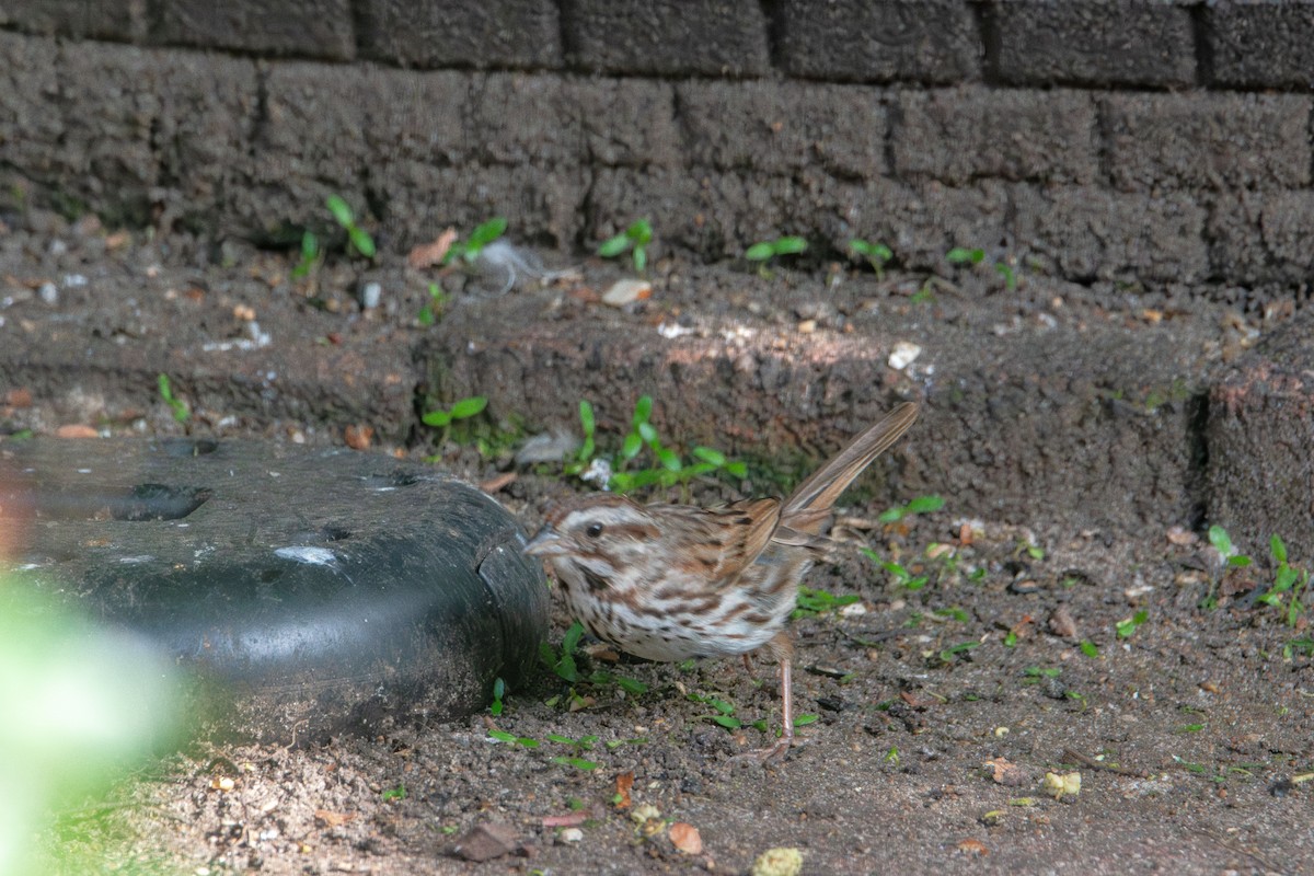 Song Sparrow - ML638768887