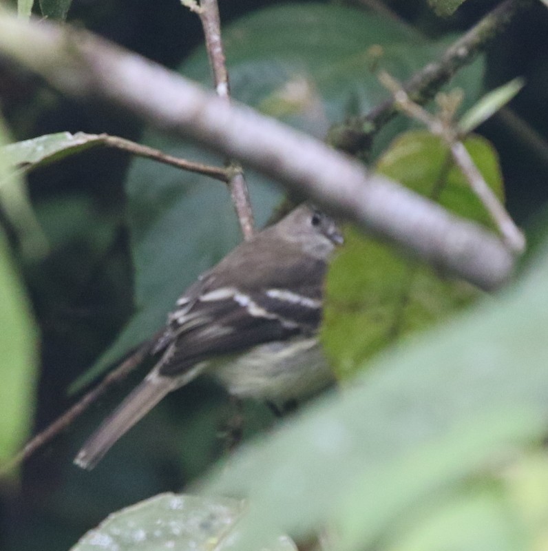 Olive-chested Flycatcher - ML638768919