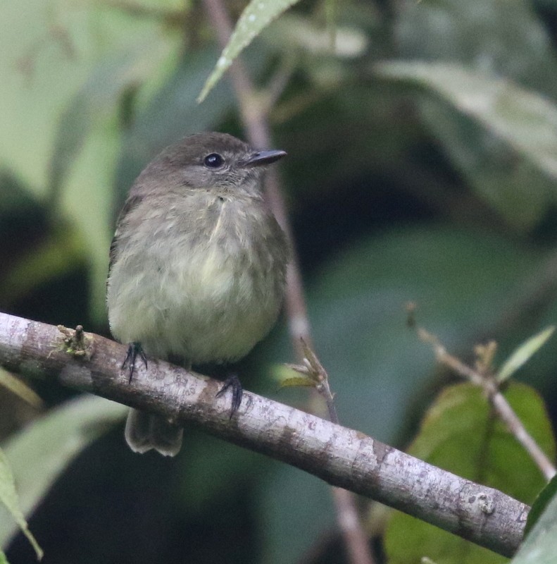 Olive-chested Flycatcher - ML638768920