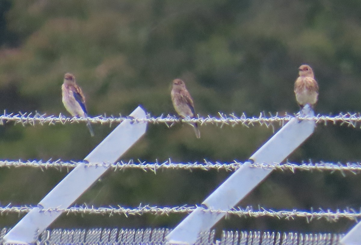 Eastern Bluebird - ML638768942