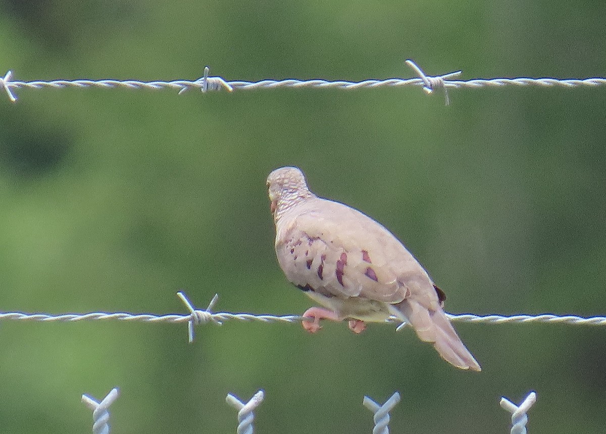 Common Ground Dove - ML638768960