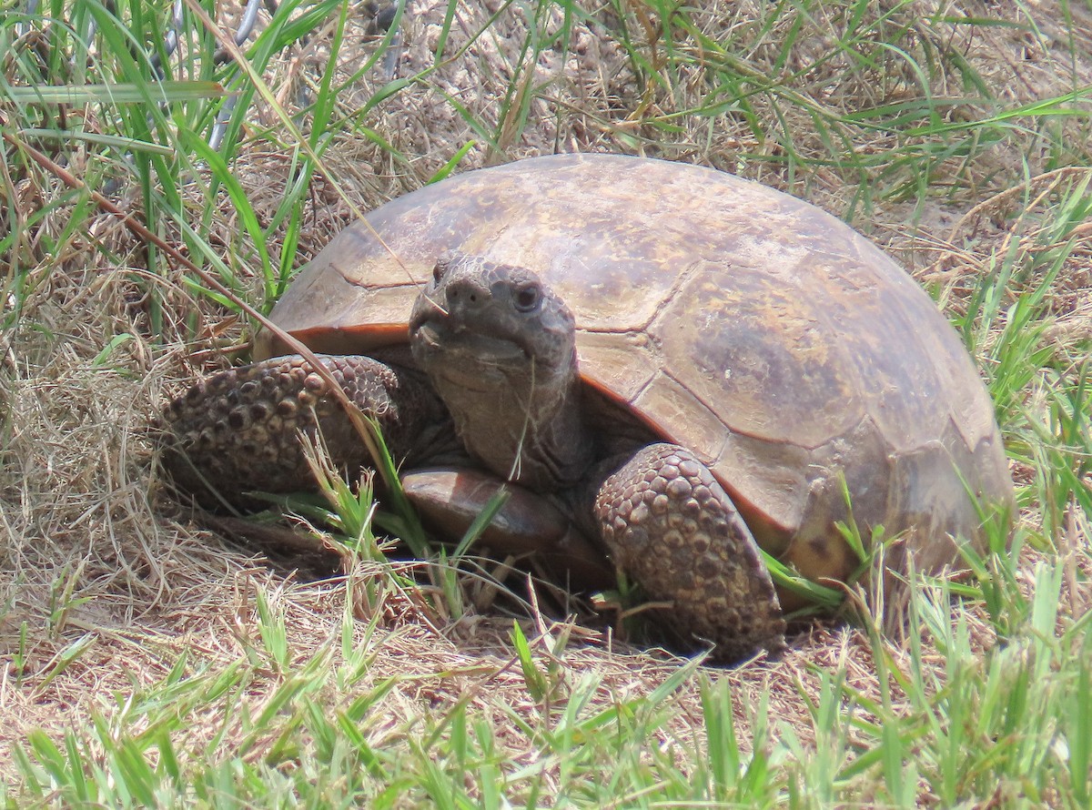 Gopher Tortoise - ML638768968