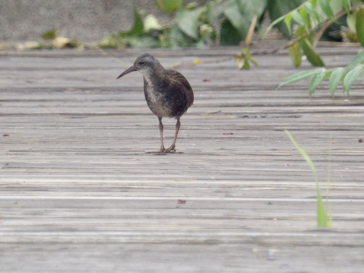 Virginia Rail - ML638768976