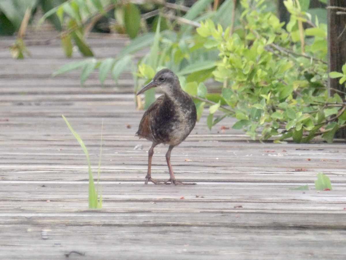 Virginia Rail - ML638768977
